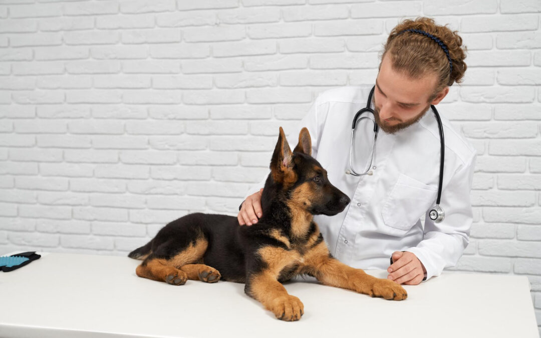Agria : l&rsquo;héritage suédois au service de la santé animale en France