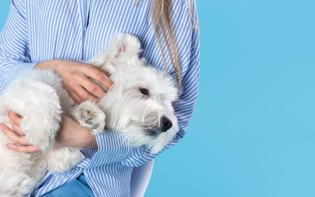 Avis sur Agria : ce qui distingue l’entreprise sur le marché de l’assurance animale